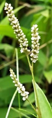 Persicaria barbata