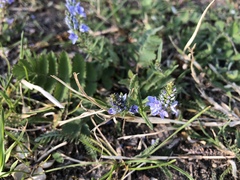Veronica austriaca