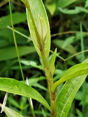 Persicaria barbata