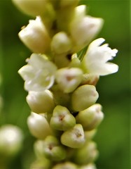 Persicaria barbata