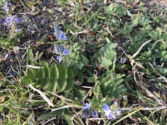 Veronica austriaca