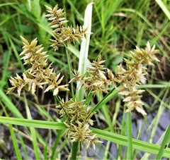 Cyperus pilosus