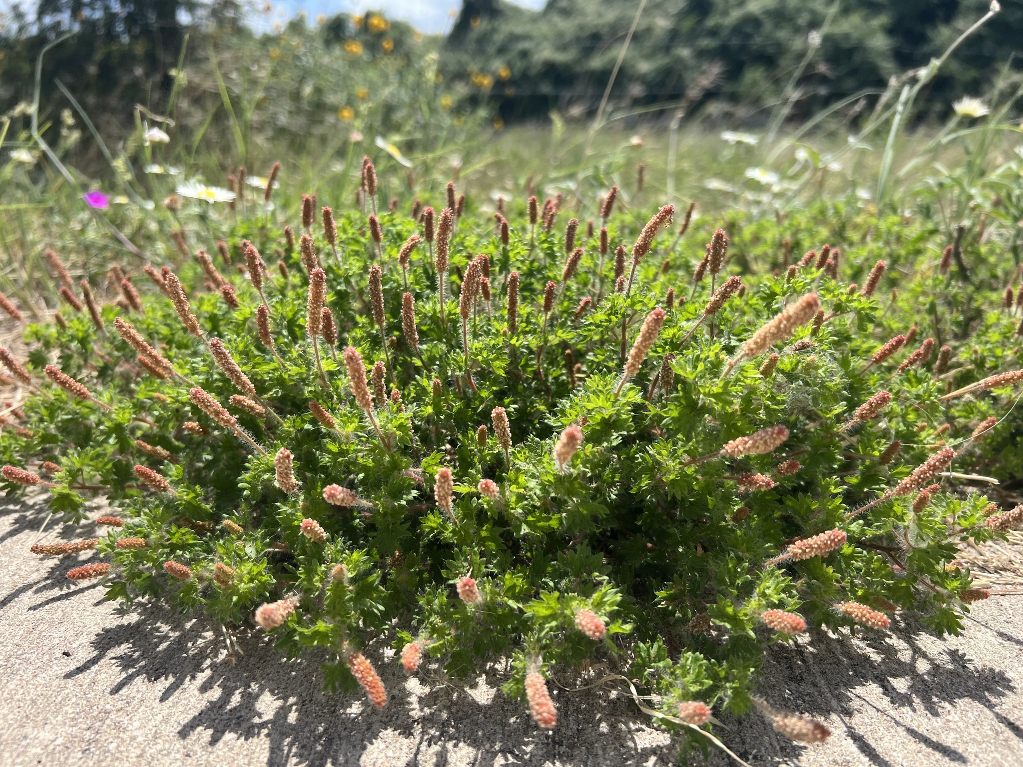 Acalypha radians 2