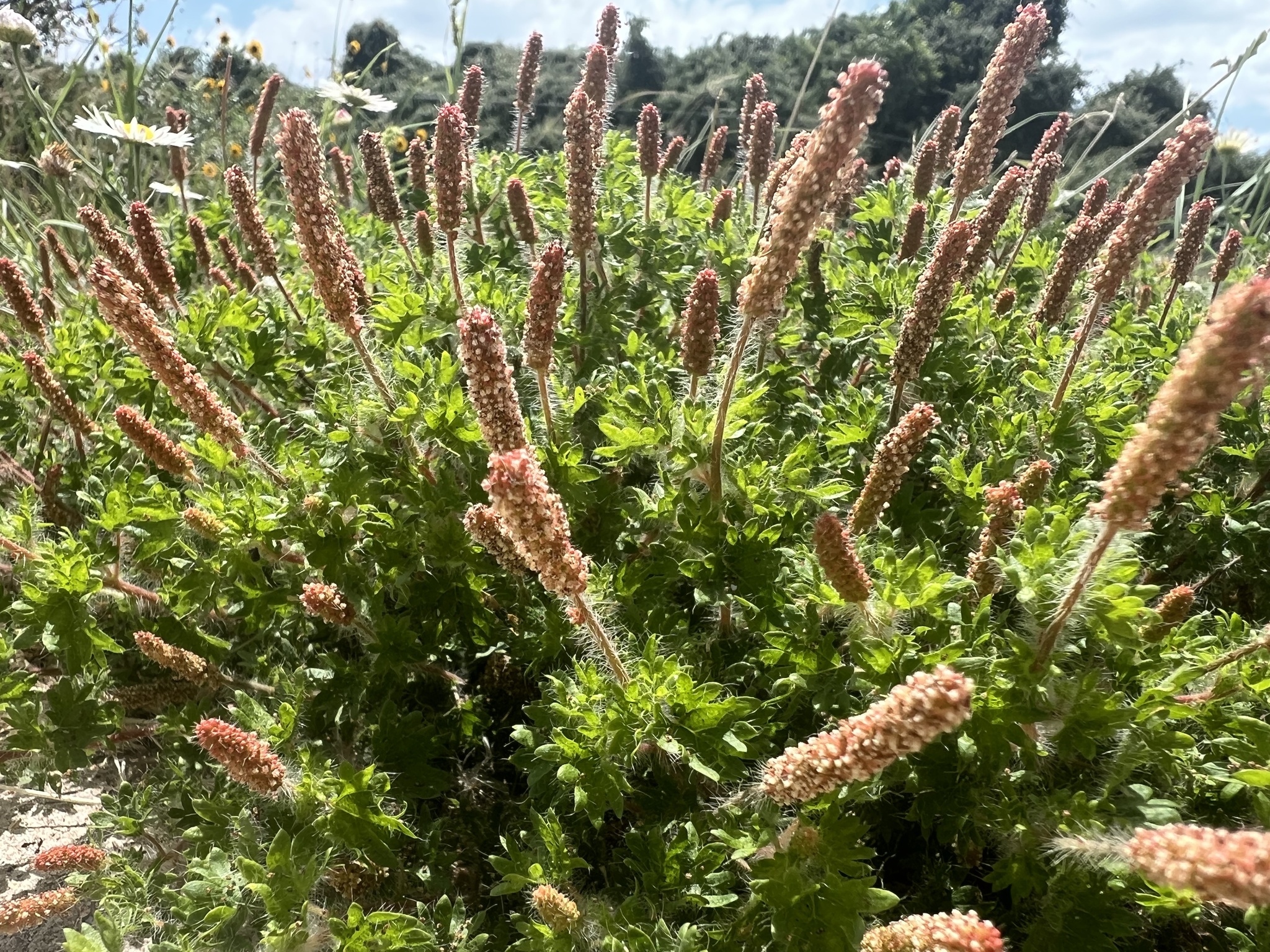 Acalypha radians 3