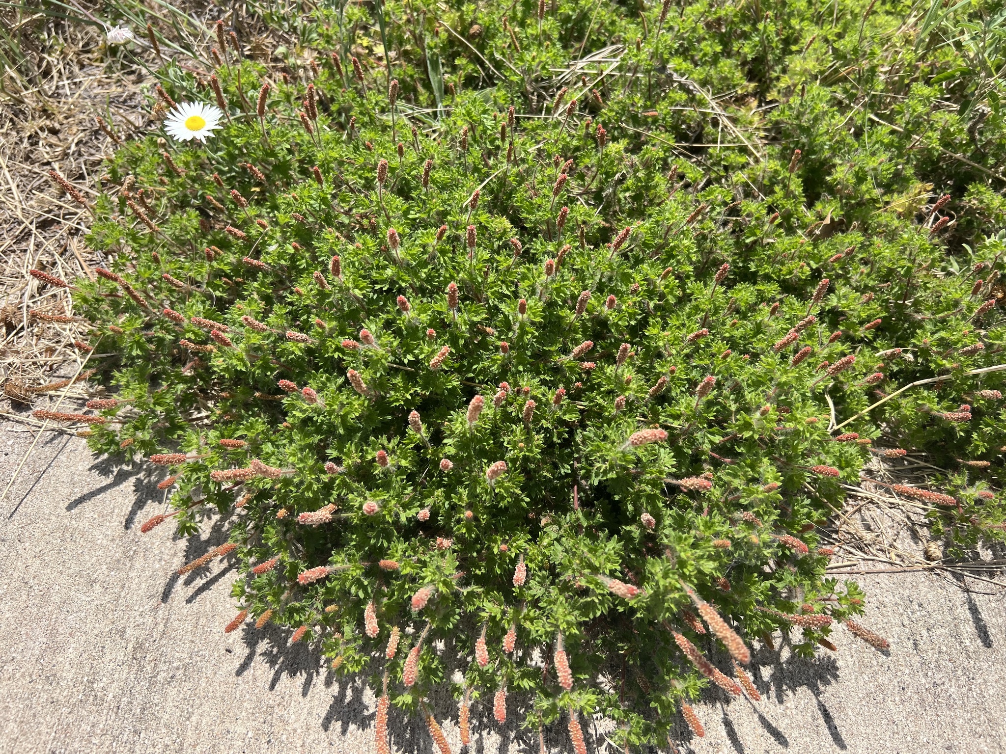 Acalypha radians 4