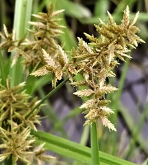 Cyperus pilosus