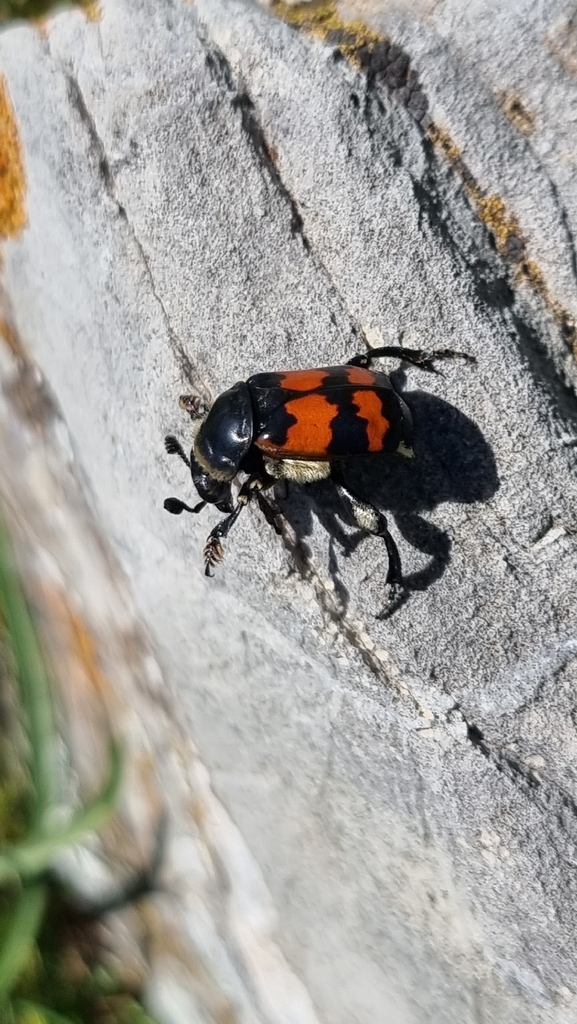 Nicrophorus sepulchralis