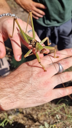 Anatolian Predatory Bush-cricket