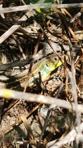 East Aegean Green Lizard