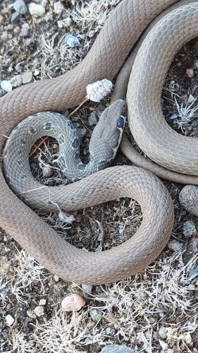 Dahl's Whip Snake