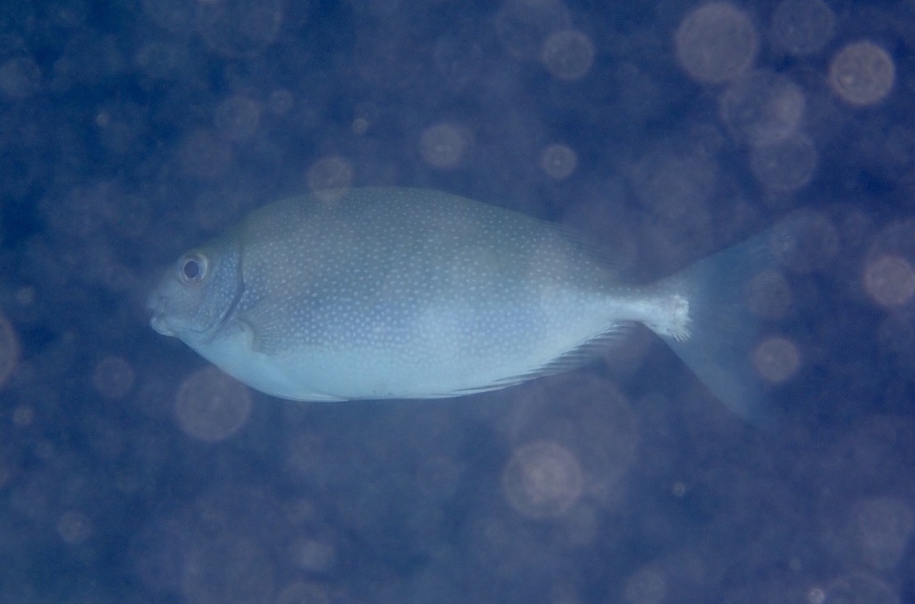 Black Rabbitfish