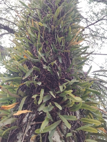 Microgramma squamulosa