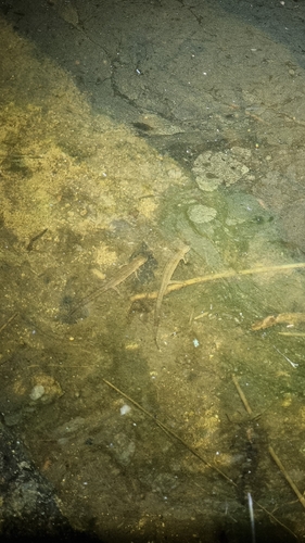 Turkish Smooth Newt