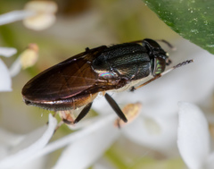 Idiella