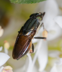 Idiella