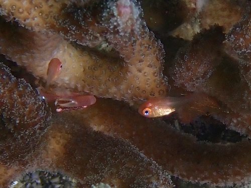 セノウヒカリイシモチ