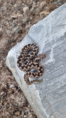 Nose-horned Viper