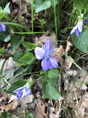 Viola canina