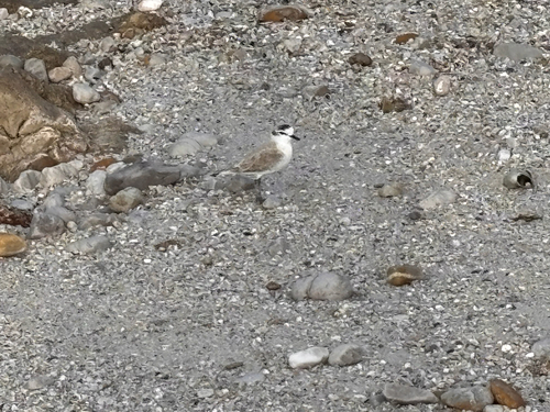 iNaturalist: (c) Marcel Breedeveld, some rights reserved (CC BY-NC), uploaded by Marcel Breedeveld iNaturalist image