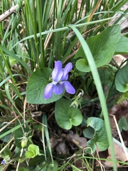 Viola canina