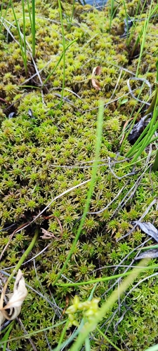 Obtuse Peat Moss