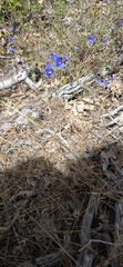 Penstemon laetus, photograph author not stated, no rights reserved