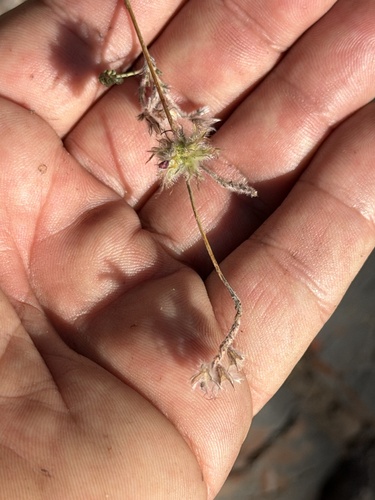 Dalea versicolor, photograph 1