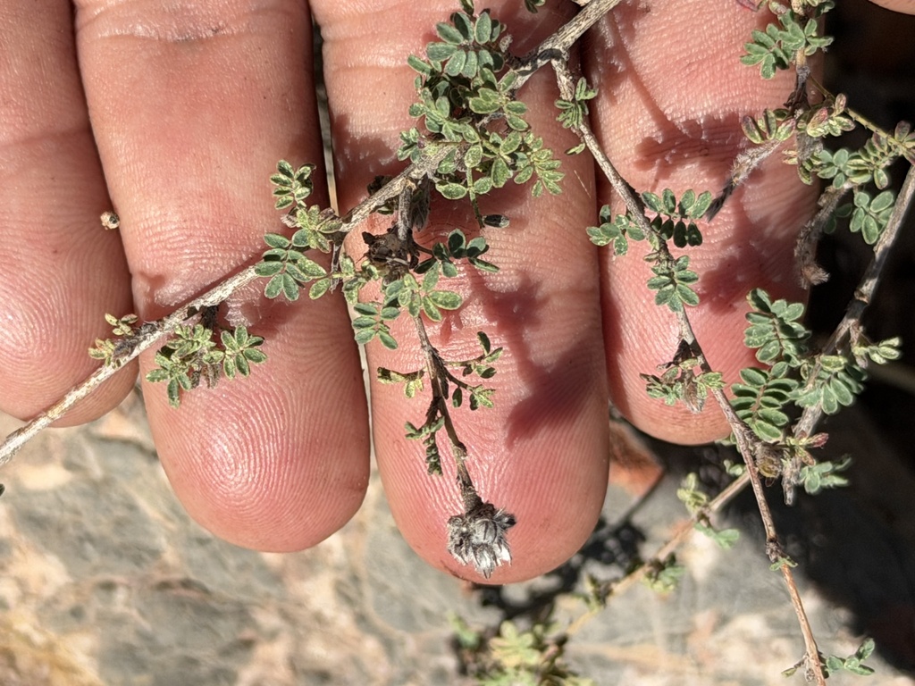 Dalea versicolor; photograph (c) Ian McFaul, some rights reserved (CC BY)