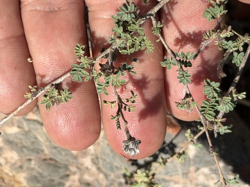 Dalea versicolor