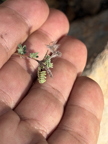 Dalea versicolor, photograph 2