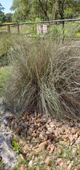 Muhlenbergia lindheimeri