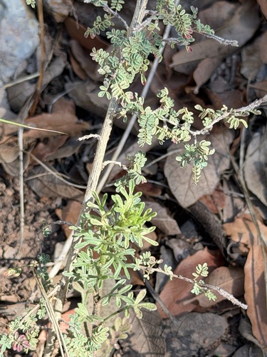 Dalea versicolor, photograph 3