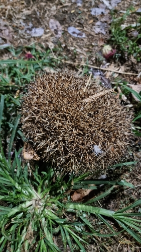 Northern White-breasted Hedgehog
