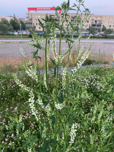 White Sweetclover