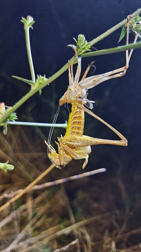 White-faced Bush-cricket