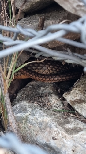 Caspian Whipsnake