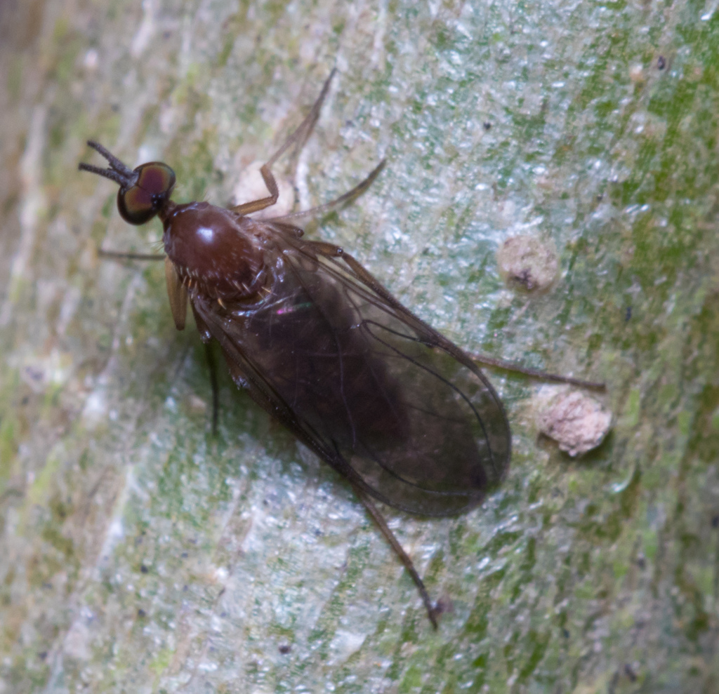 Mesochria