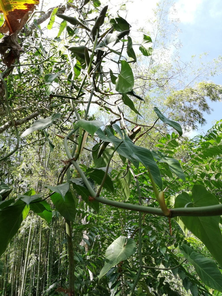 Philodendron heart-shaped leaf detail