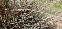 Muhlenbergia lindheimeri