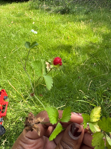 mock strawberry