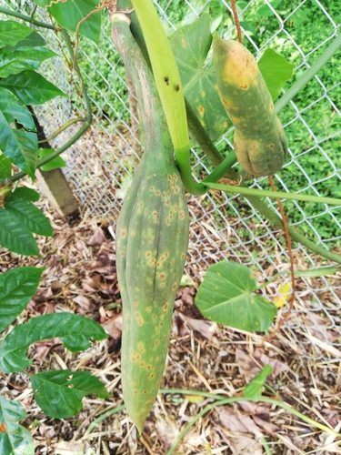 Philodendron hederaceum