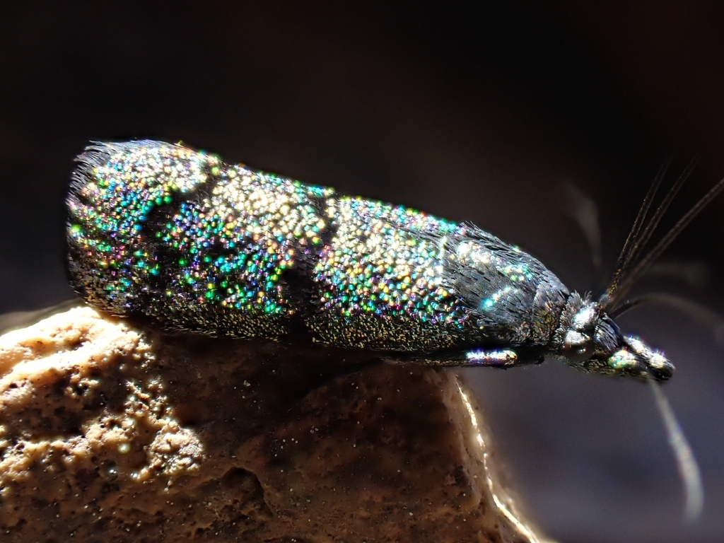 Pyla viridisuffusella