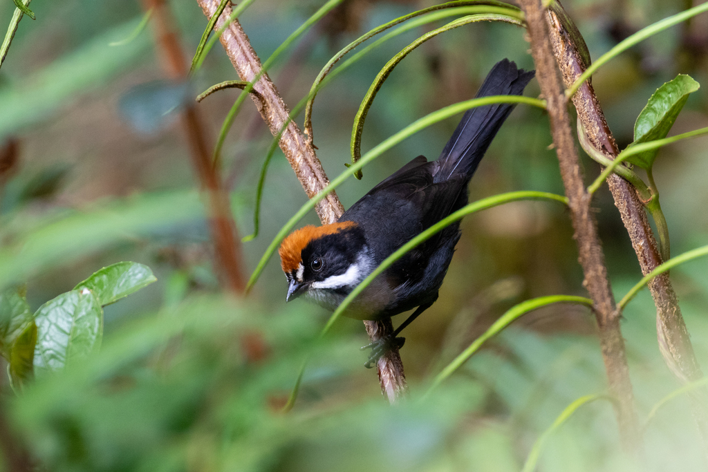 Peruvian Slaty Brushfinch (Atlapetes taczanowskii) photo