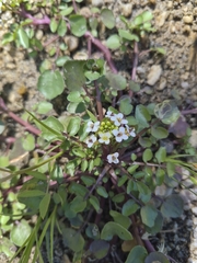 watercress