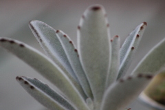 Kalanchoe tomentosa