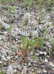 Plantago helleri