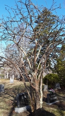 Laburnum × watereri