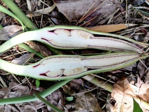 Philodendron hederaceum