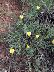 Aspalathus alpestris