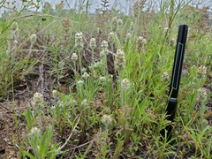 Plantago helleri